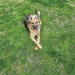 VCA Brighton Animal Hospital