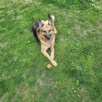 VCA Brighton Animal Hospital ico