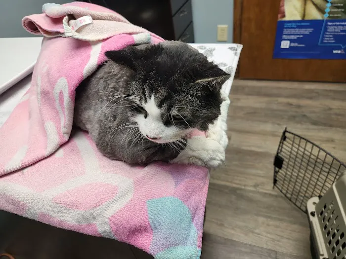 VCA Brighton Animal Hospital Picture 3
