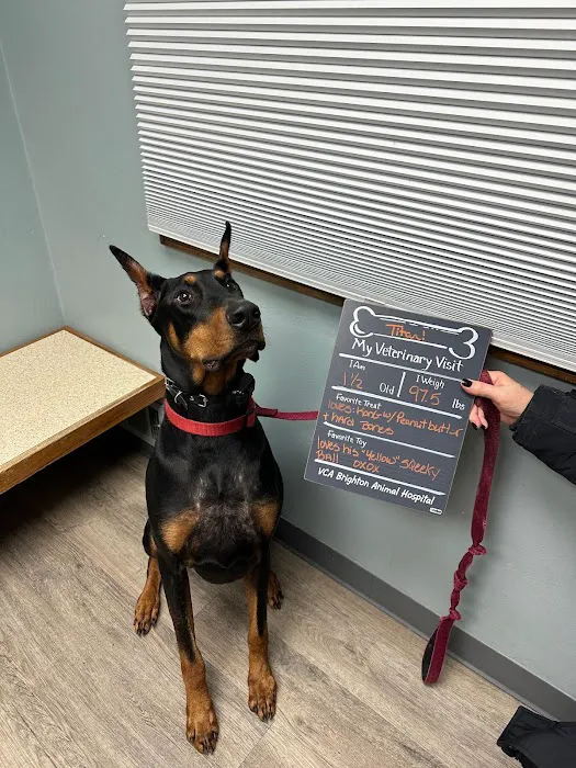 VCA Brighton Animal Hospital Picture 9