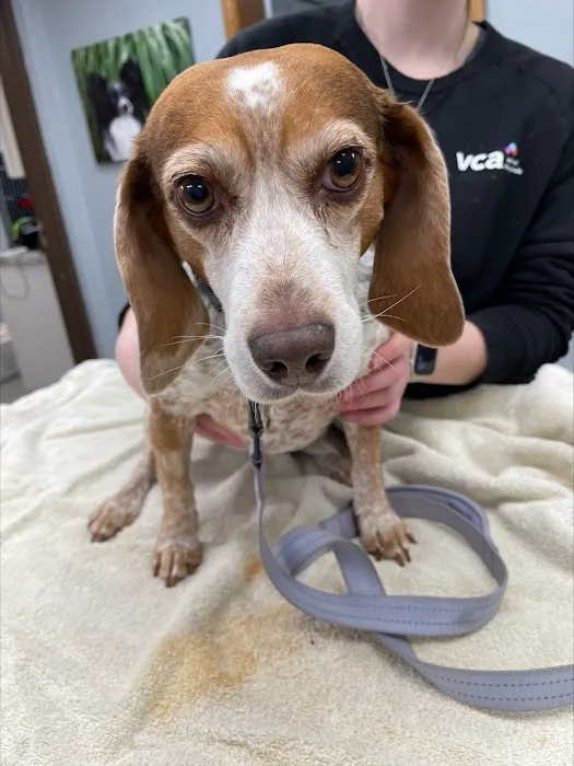 VCA Brighton Animal Hospital Picture 7