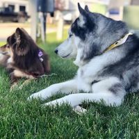 Towne & Country Animal Hospital ico
