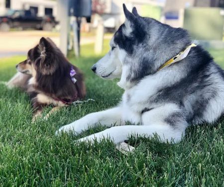Towne & Country Animal Hospital