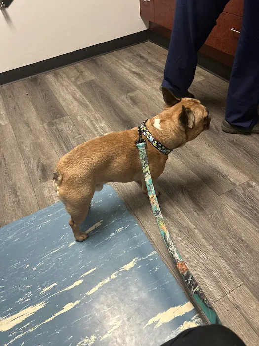 Towne & Country Animal Hospital Picture 5