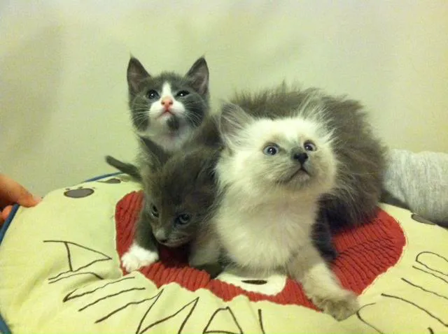 Towne & Country Animal Hospital Picture 8