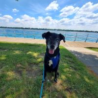 Riverview Veterinary Center ico