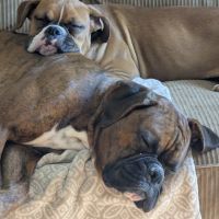 Wadhams Road Animal Clinic ico