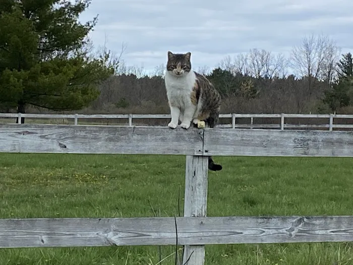 Black River Veterinary Clinic Picture 8