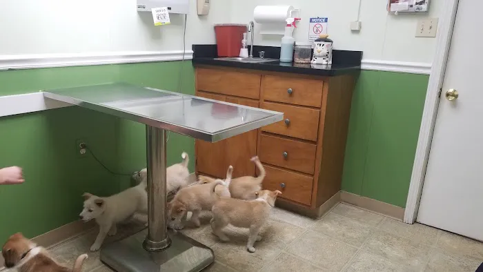 Veterinary Associates Picture 8