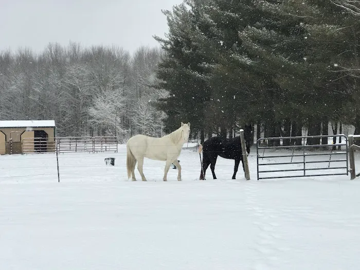 Blue Water Equine Hospital Picture 2
