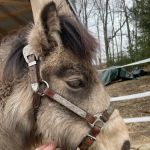 Blue Water Equine Hospital