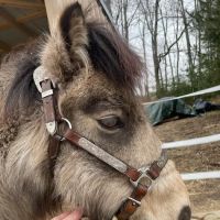 Blue Water Equine Hospital ico