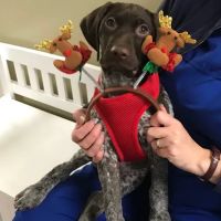 Cobblestone Veterinary Hospital ico