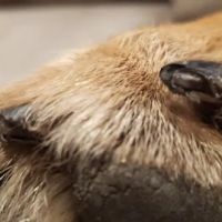 Ortonville Animal Hospital ico