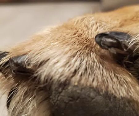 Ortonville Animal Hospital