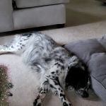 Baylis Animal Hospital