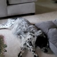 Baylis Animal Hospital ico