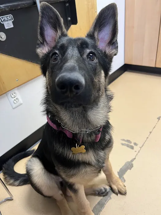 Baylis Animal Hospital Picture 6