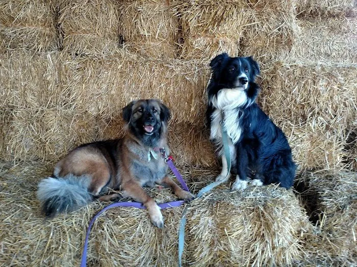 Baylis Animal Hospital Picture 7