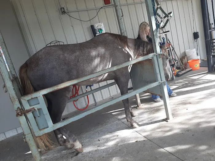 Equine Services LLC Picture 1