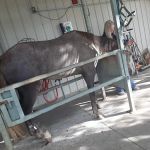 Equine Services LLC