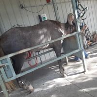 Equine Services LLC ico