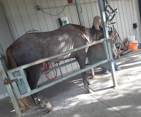 Equine Services LLC