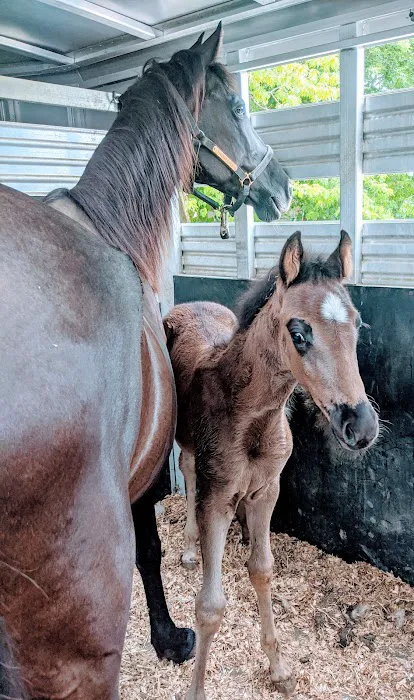 Equine Services LLC Picture 4