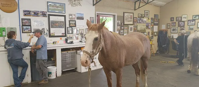 Equine Services LLC Picture 5