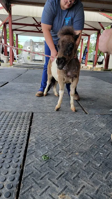 Equine Services LLC Picture 3