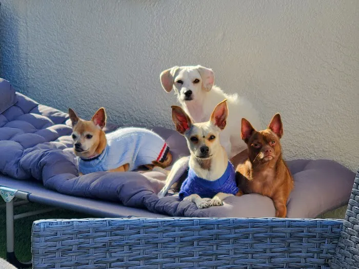 Cactus Pet Hospital LLC Picture 2