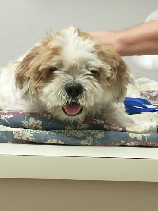 Cactus Pet Hospital LLC Picture 6