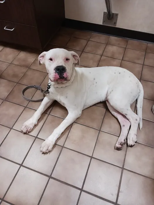 43rd Avenue Animal Hospital Picture 1