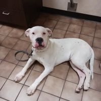 43rd Avenue Animal Hospital ico