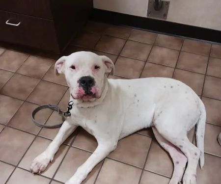 43rd Avenue Animal Hospital