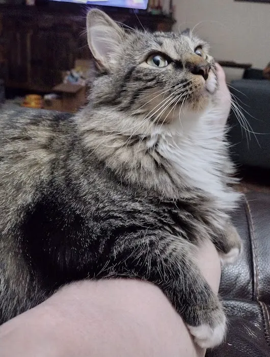 Lovet Pet Health Care - Roadrunner Picture 5