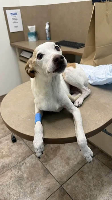 Lovet Pet Health Care - Roadrunner Picture 1