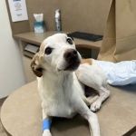 Lovet Pet Health Care - Roadrunner