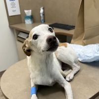 Lovet Pet Health Care - Roadrunner ico