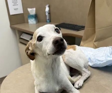Lovet Pet Health Care - Roadrunner