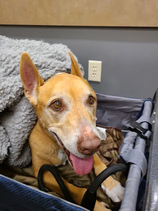 Lovet Pet Health Care - Roadrunner Picture 3