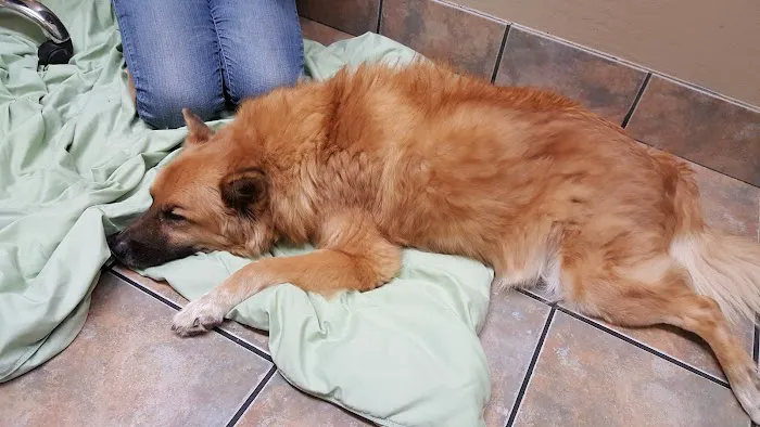 Lovet Pet Health Care - Roadrunner Picture 4