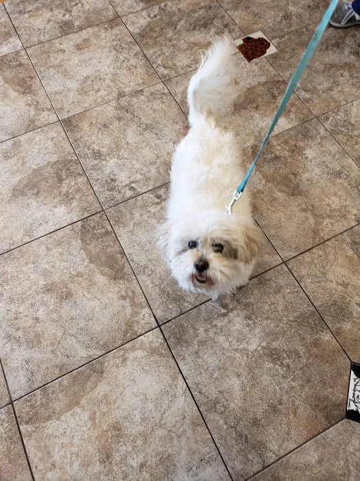 Lovet Pet Health Care - Roadrunner Picture 8