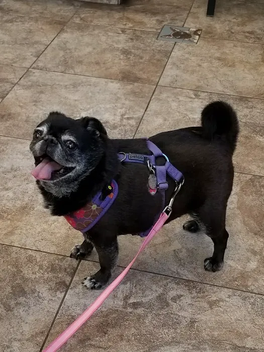 Lovet Pet Health Care - Roadrunner Picture 7