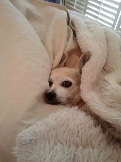 Lovet Pet Health Care - Roadrunner Picture 10