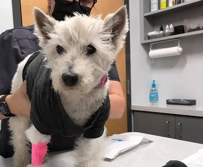 Sunburst Animal Hospital Picture 1