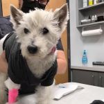 Sunburst Animal Hospital