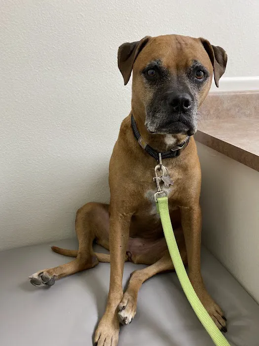 Sunburst Animal Hospital Picture 4