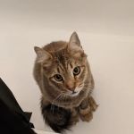 Lovet Pet Health Care - Arrow