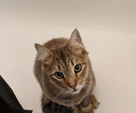Lovet Pet Health Care - Arrow